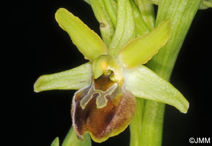 Ophrys tommasinii