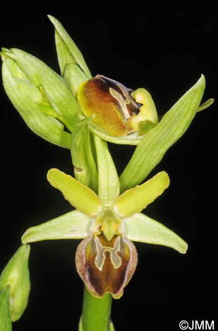 Ophrys tommasinii