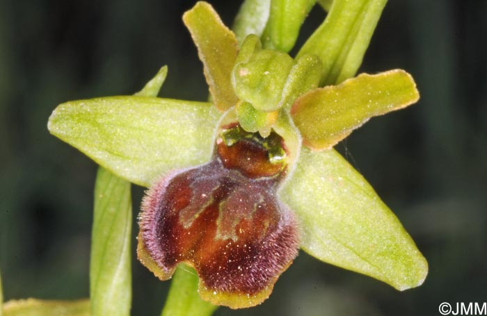 Ophrys tommasinii