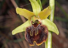 Ophrys tommasinii