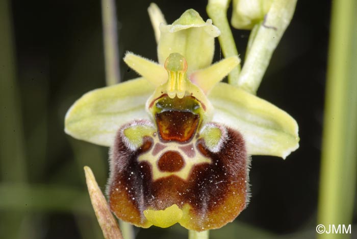 Ophrys untchjii