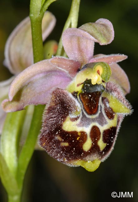 Ophrys untchjii