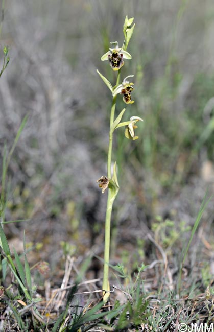 Ophrys untchjii