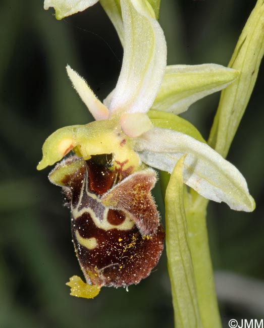 Ophrys untchjii