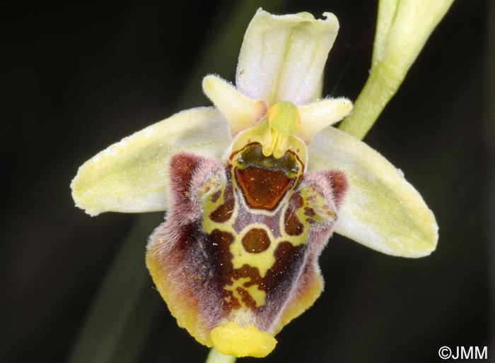 Ophrys untchjii