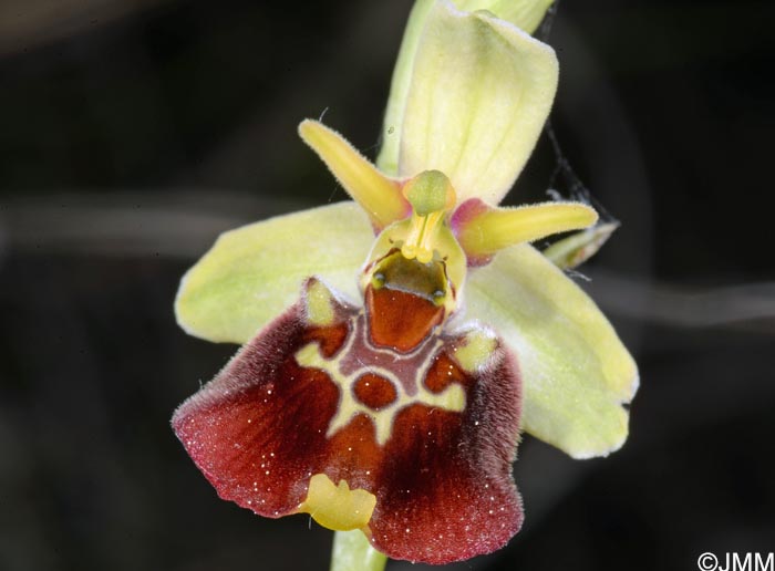 Ophrys untchjii