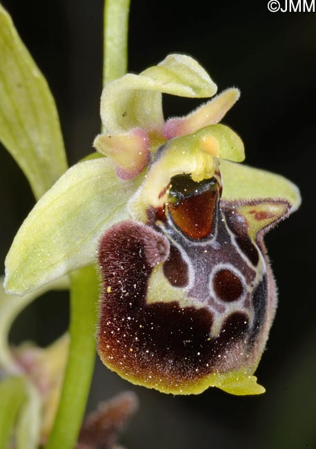 Ophrys untchjii