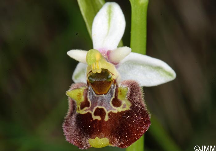 Ophrys untchjii