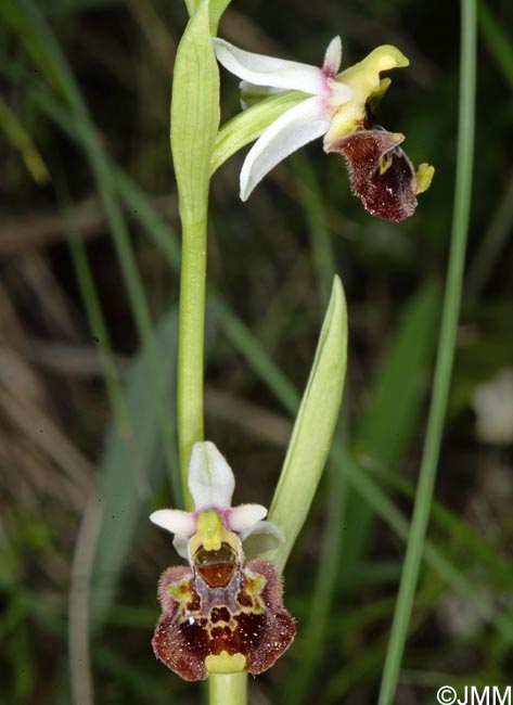 Ophrys untchjii