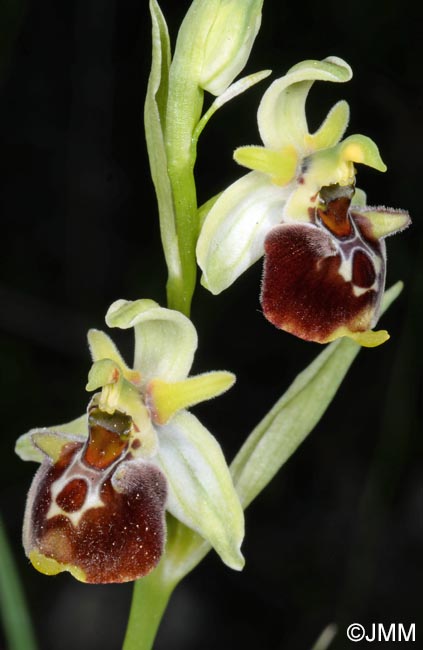 Ophrys untchjii