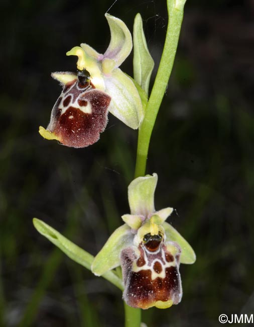 Ophrys untchjii