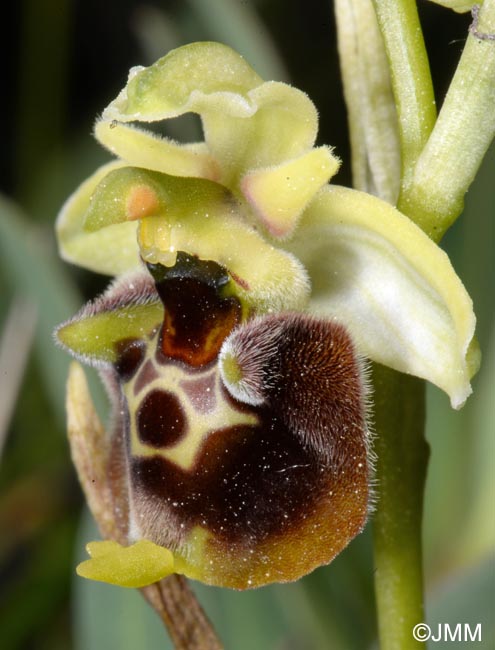 Ophrys untchjii