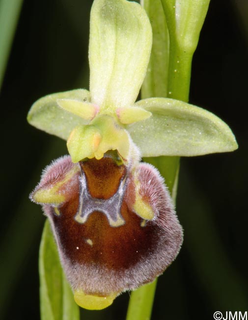 Ophrys untchjii