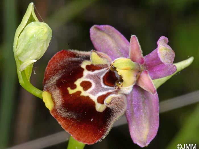 Ophrys untchjii