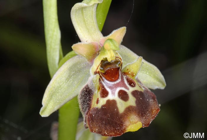 Ophrys untchjii