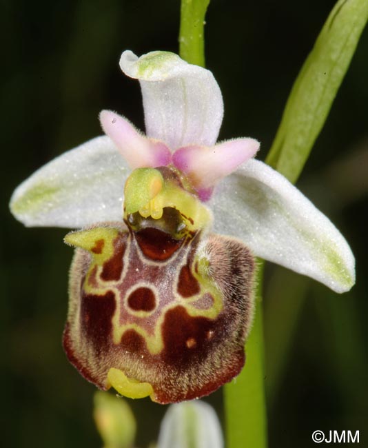 Ophrys untchjii