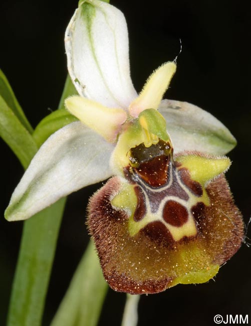 Ophrys untchjii