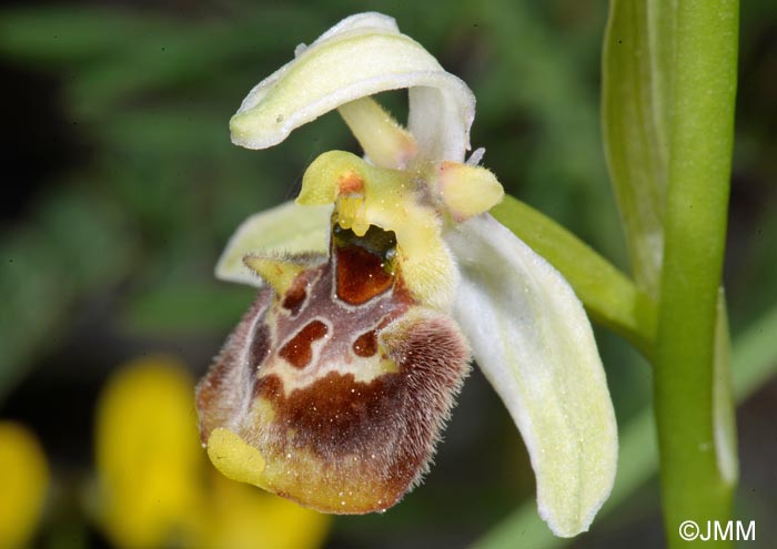 Ophrys untchjii