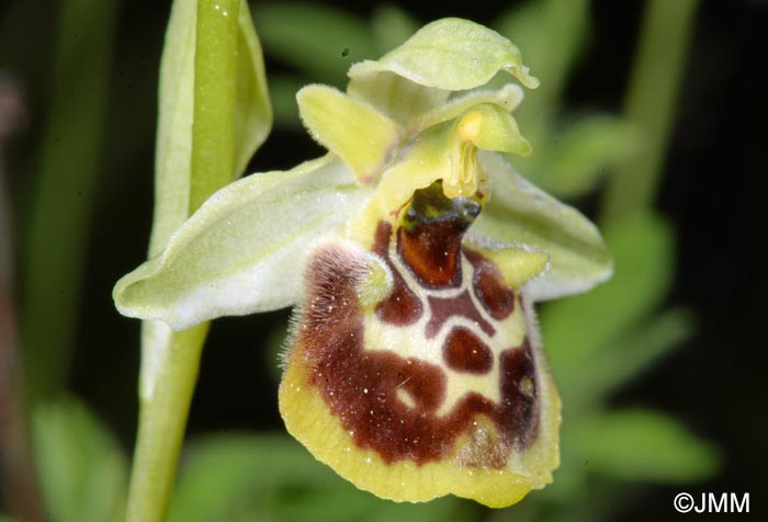 Ophrys untchjii