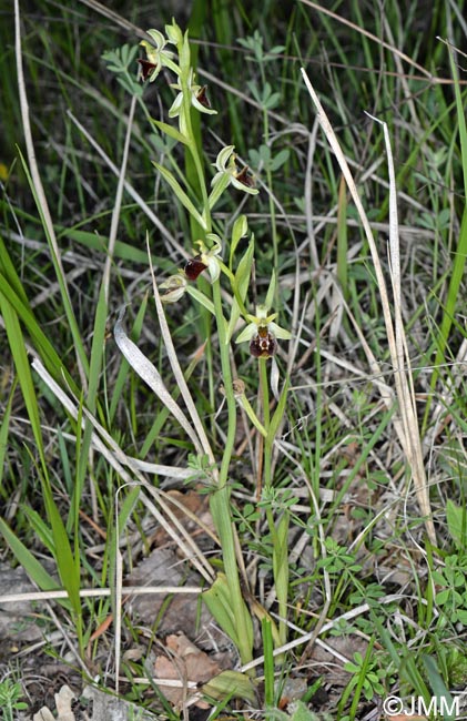 Ophrys untchjii