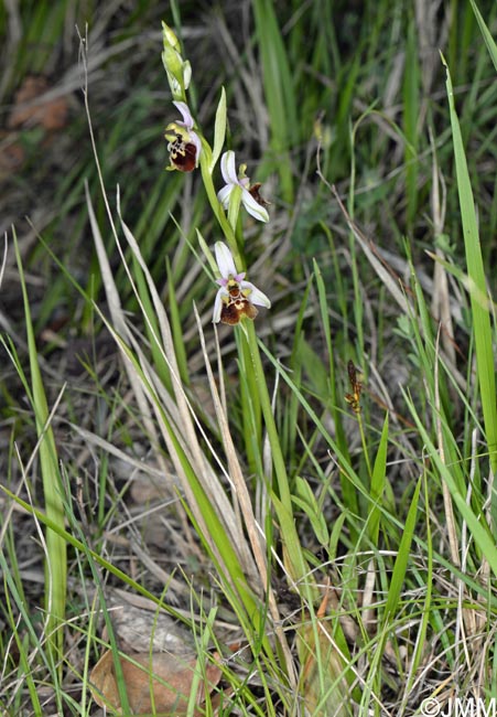 Ophrys untchjii