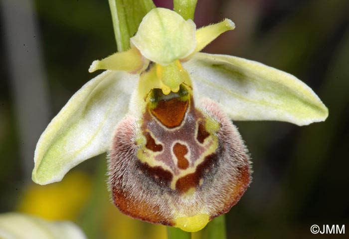 Ophrys untchjii