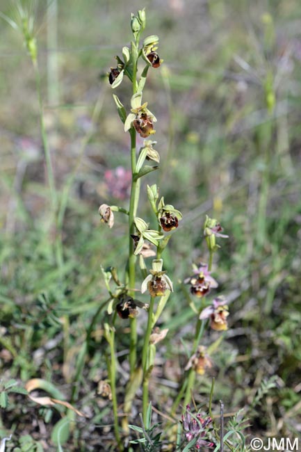 Ophrys untchjii