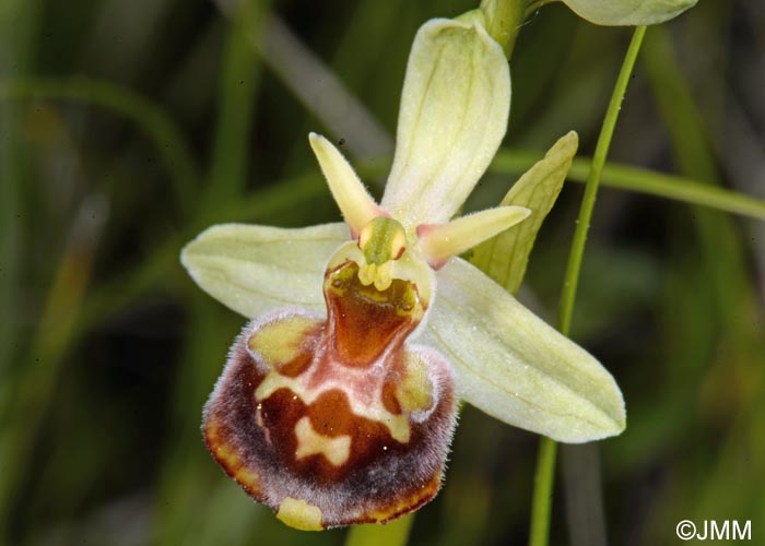 Ophrys untchjii