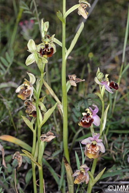 Ophrys untchjii