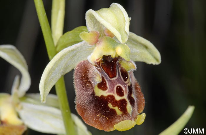 Ophrys untchjii