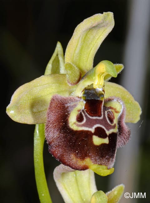 Ophrys untchjii