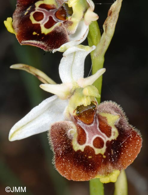 Ophrys untchjii