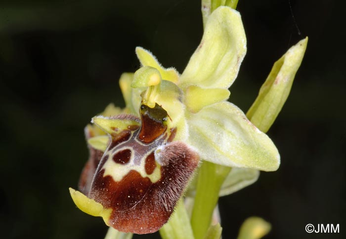 Ophrys untchjii