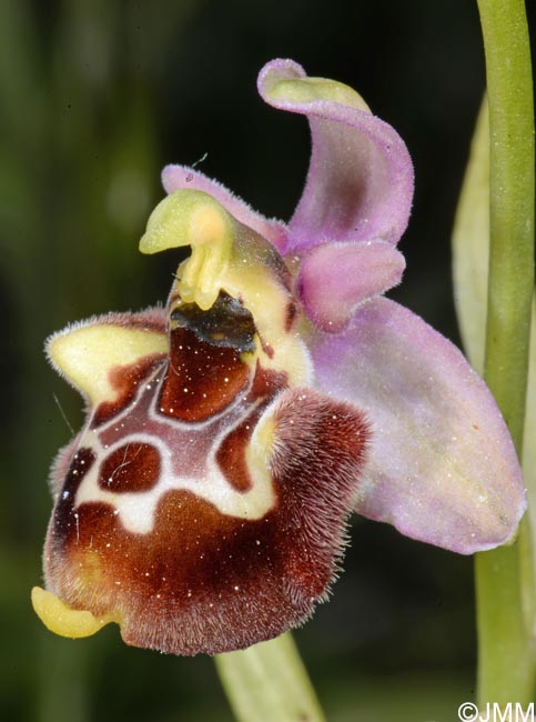 Ophrys untchjii