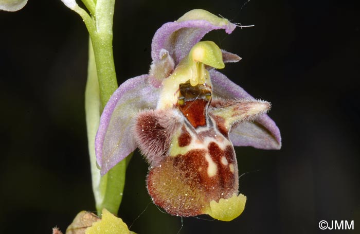Ophrys zinsmeisteri