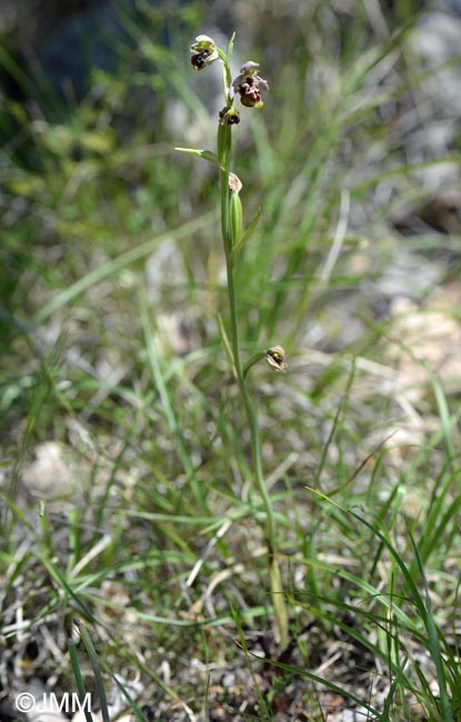 Ophrys zinsmeisteri