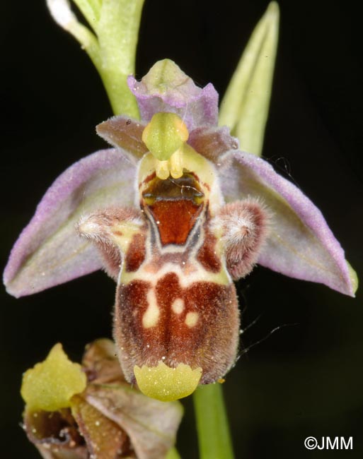 Ophrys zinsmeisteri