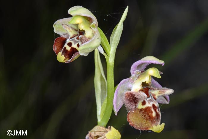 Ophrys zinsmeisteri