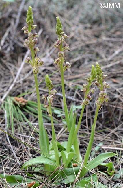 Orchis anthropophora