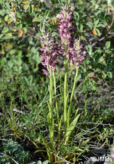 Orchis fragrans = Anteriorchis fragrans