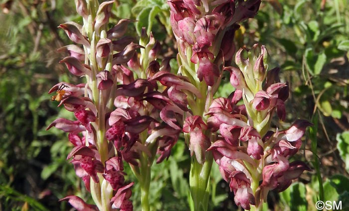 Orchis fragrans = Anteriorchis fragrans