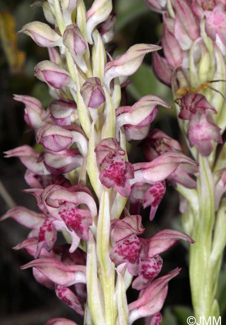 Orchis fragrans = Anteriorchis fragrans