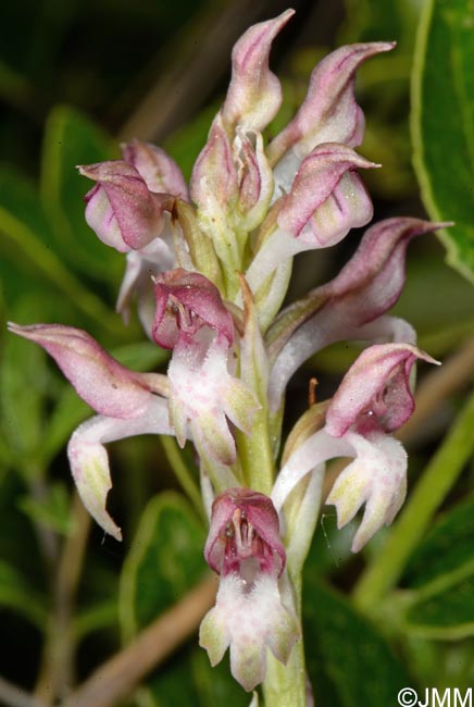 Orchis fragrans = Anteriorchis fragrans