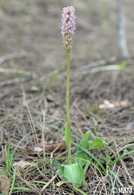 Orchis intacta = Neotinea maculata