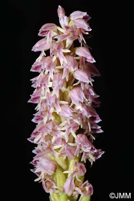 Orchis intacta = Neotinea maculata