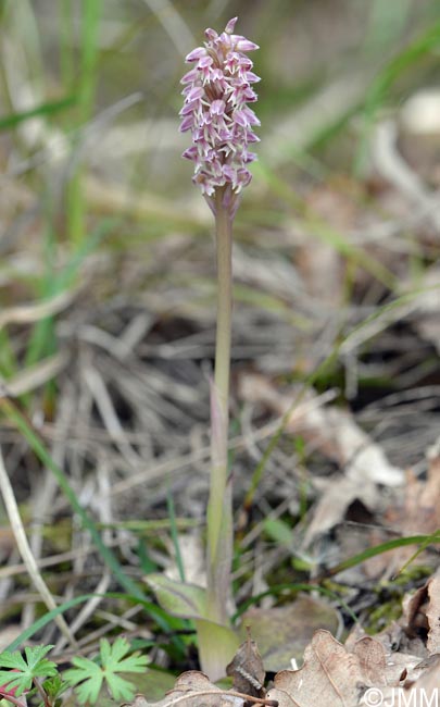 Orchis intacta = Neotinea maculata