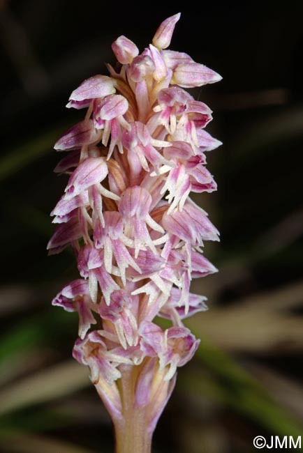 Orchis intacta = Neotinea maculata