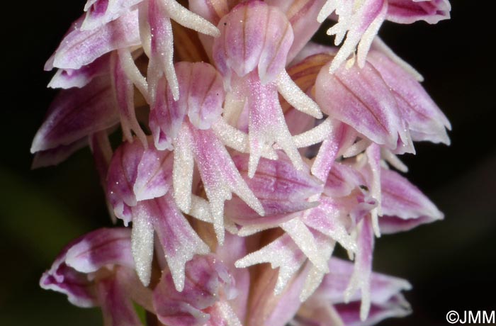 Orchis intacta = Neotinea maculata