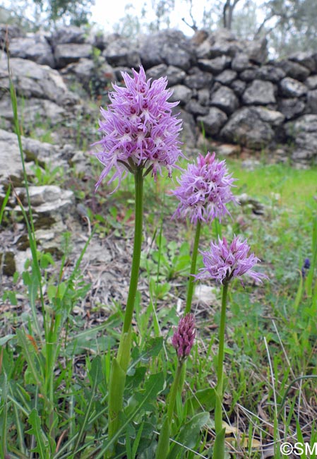 Orchis italica