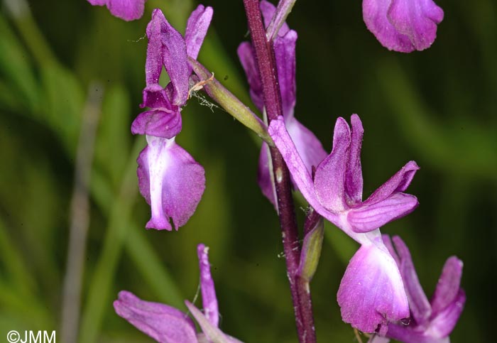 Orchis laxiflora = Paludorchis laxiflora = Anacamptis laxiflora